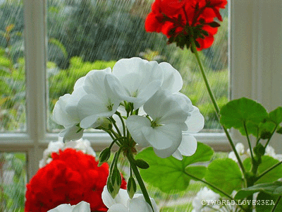 ����ũ��� ����