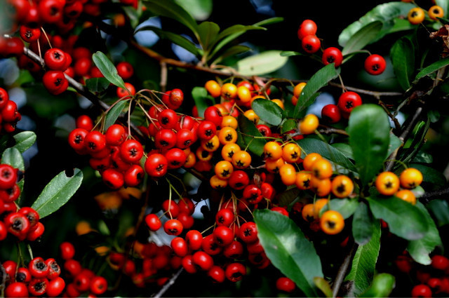 ����ũ��� ����