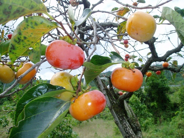 ����ũ��� ����