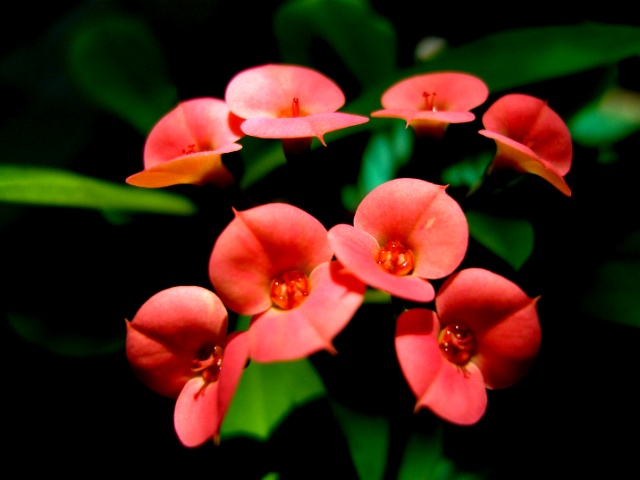 ����ũ��� ����