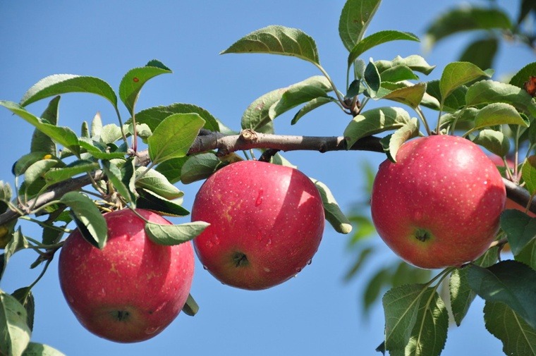 ����ũ��� ����