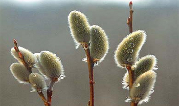 ����ũ��� ����