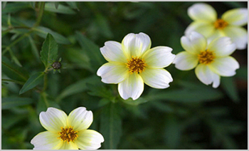 ����ũ��� ����