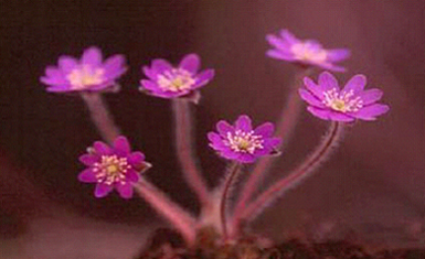 ����ũ��� ����