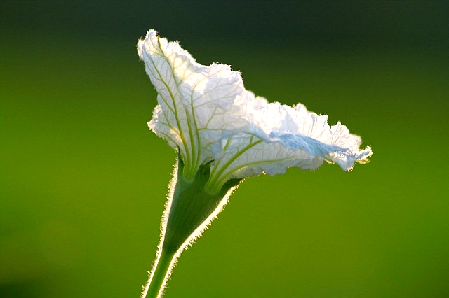 ����ũ��� ����