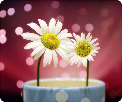 ����ũ��� ����