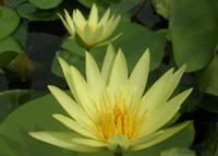 ����ũ��� ����