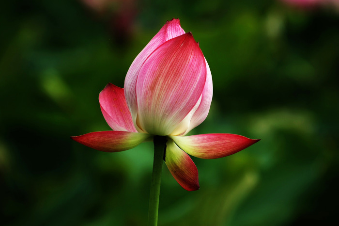 ����ũ��� ����