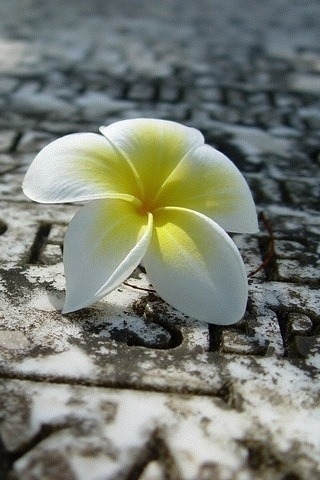 ����ũ��� ����