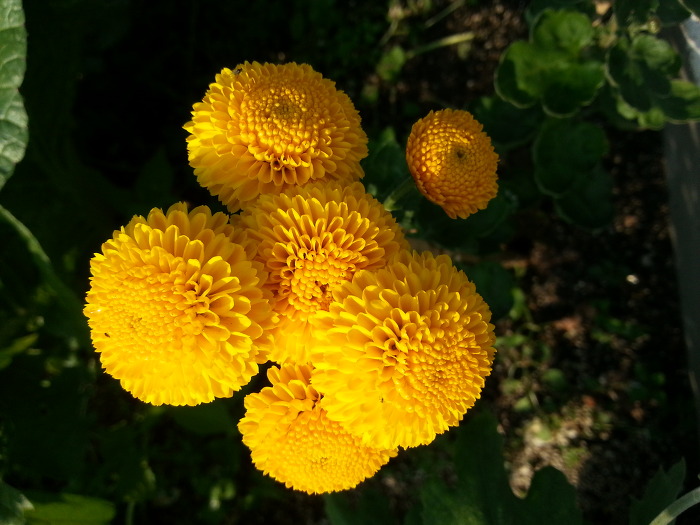 ����ũ��� ����