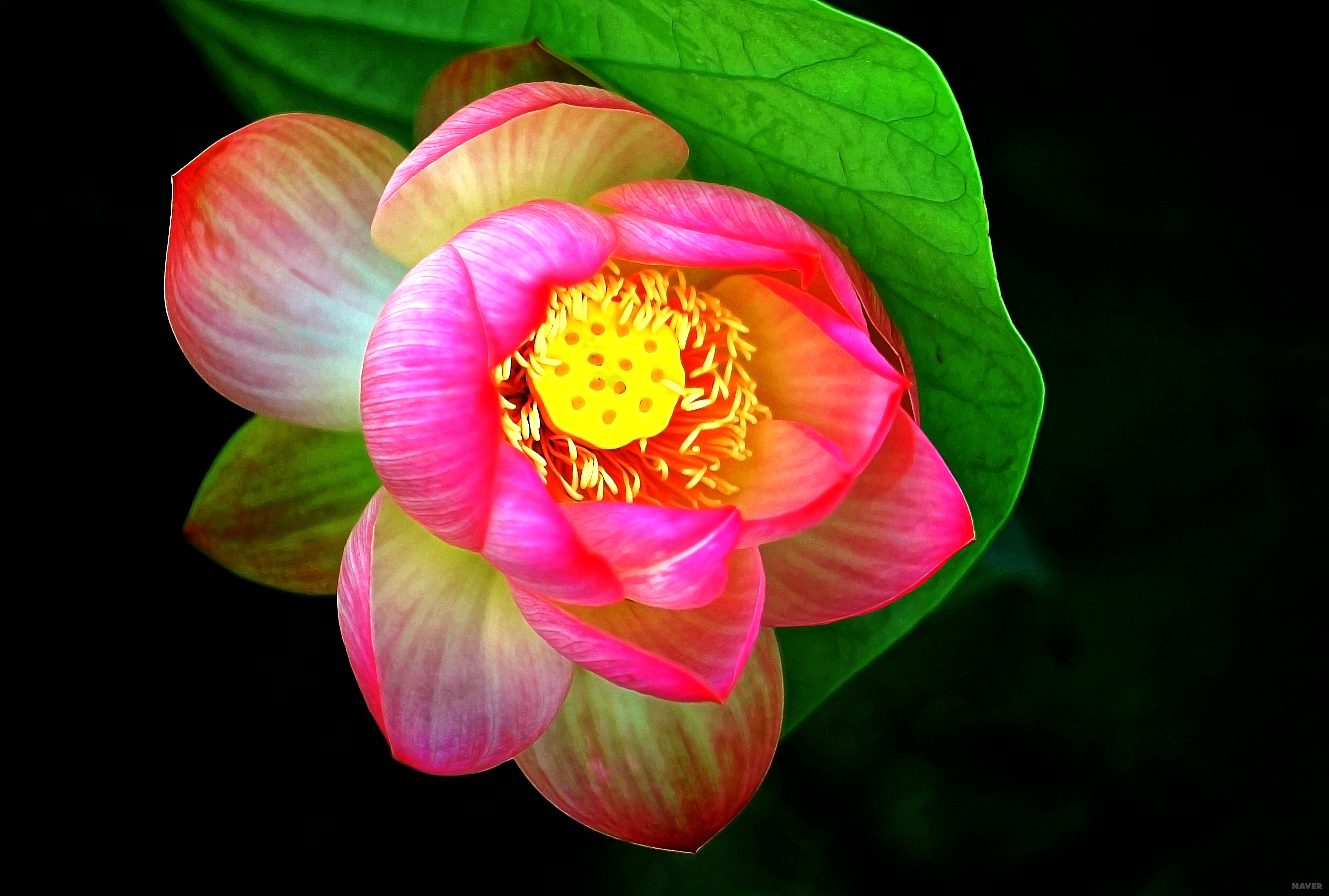 ����ũ��� ����