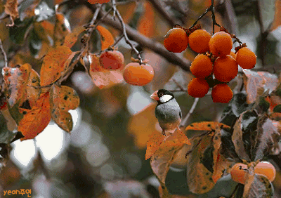 ����ũ��� ����