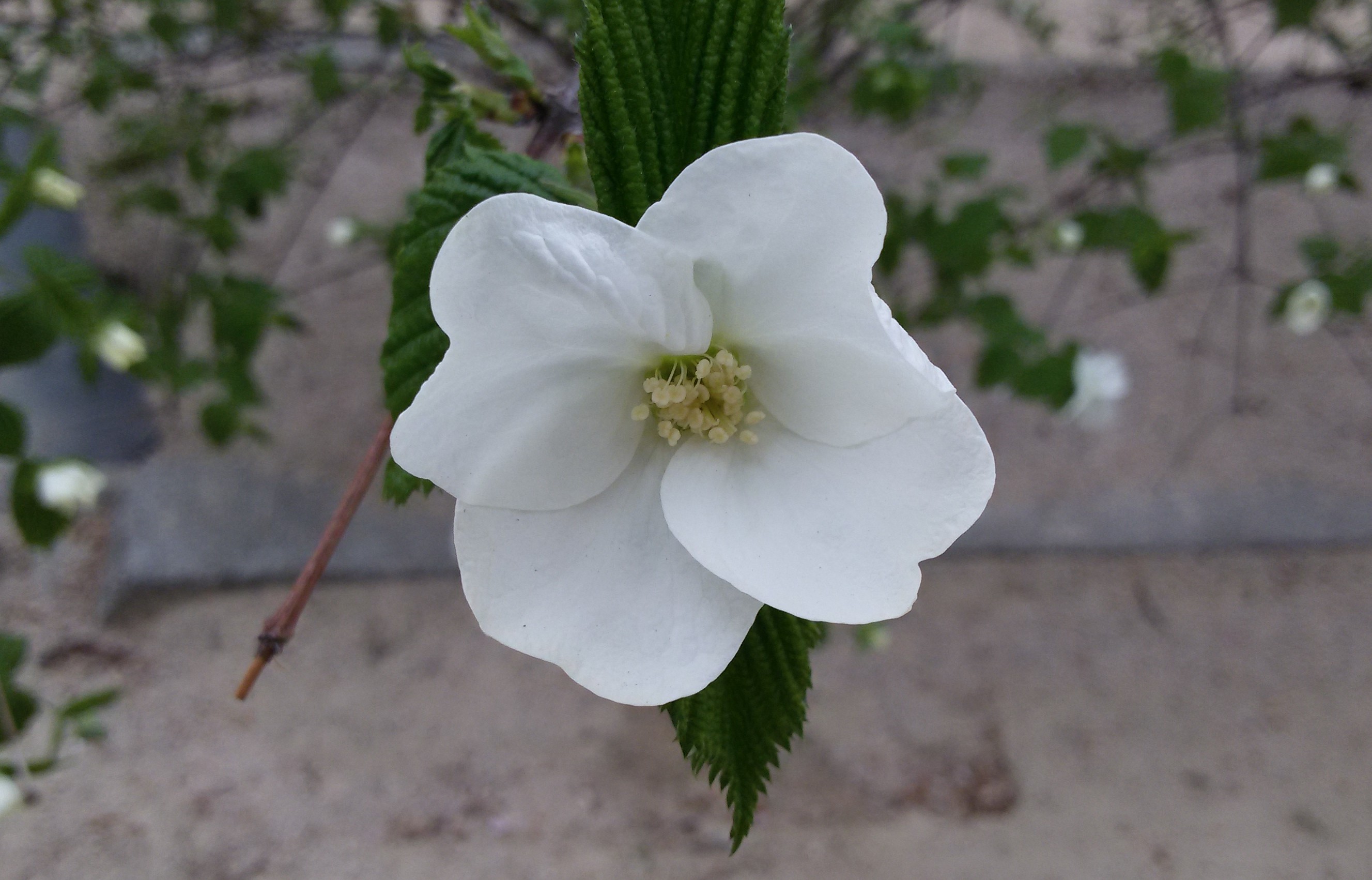 ����ũ��� ����