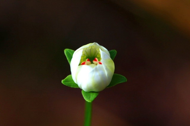 ����ũ��� ����