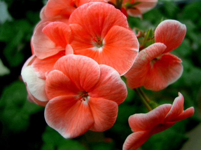 ����ũ��� ����