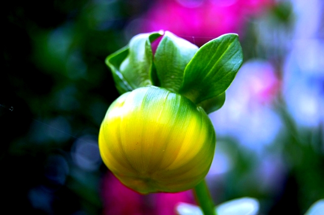 ����ũ��� ����