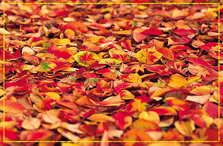 ����ũ��� ����