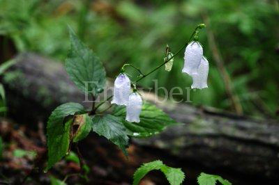 ����ũ��� ����