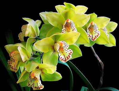 ����ũ��� ����