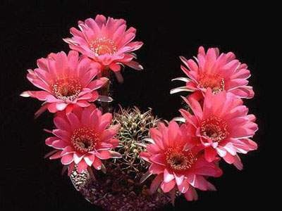 ����ũ��� ����