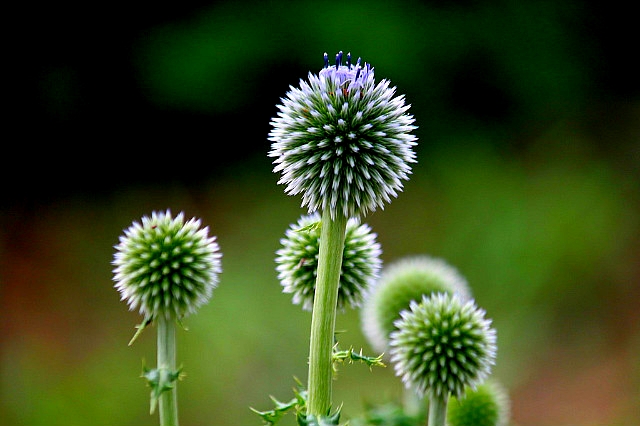 ����ũ��� ����