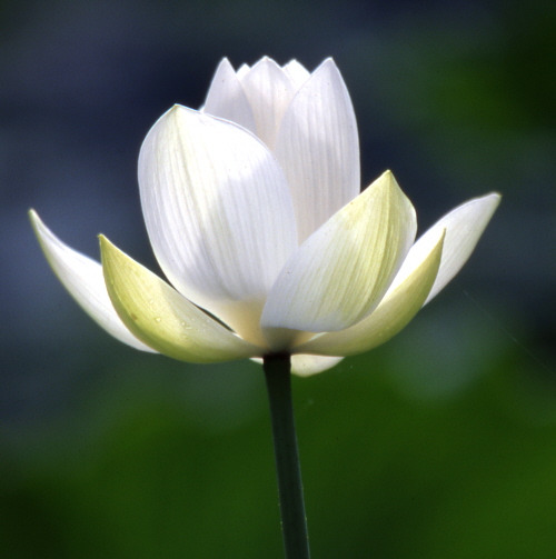 ����ũ��� ����