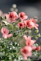 ����ũ��� ����