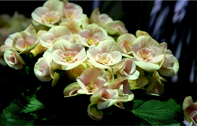 ����ũ��� ����