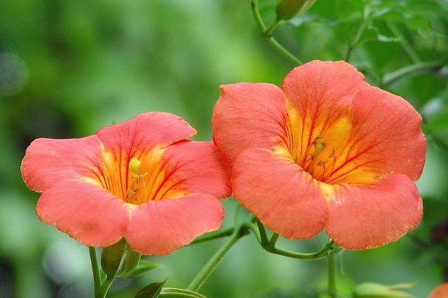 ����ũ��� ����