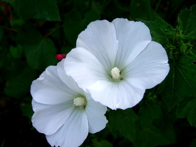 ����ũ��� ����