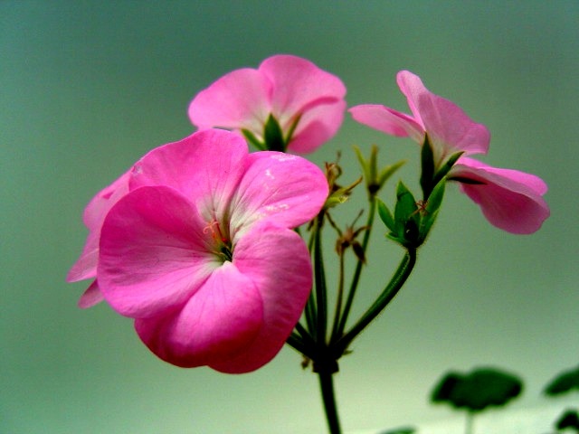 ����ũ��� ����