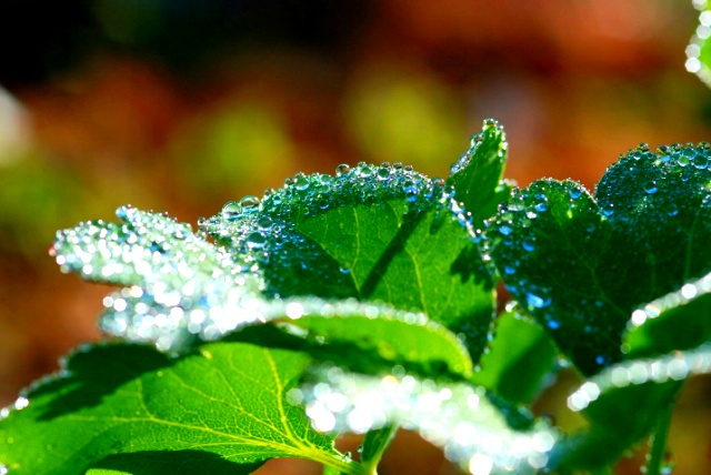 ����ũ��� ����