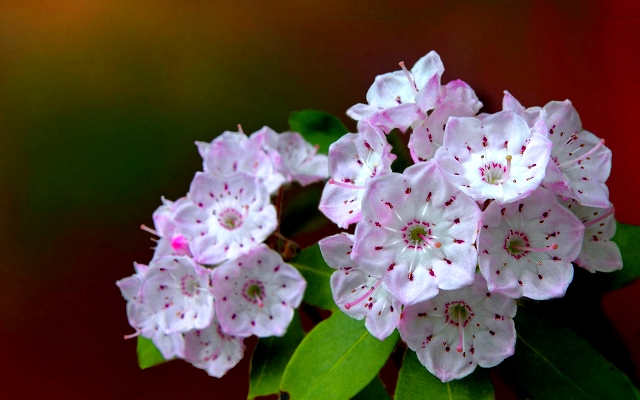 ����ũ��� ����