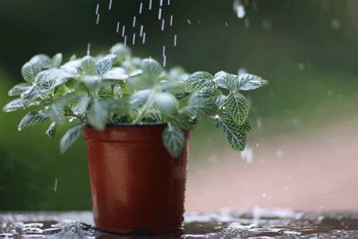 ����ũ��� ����