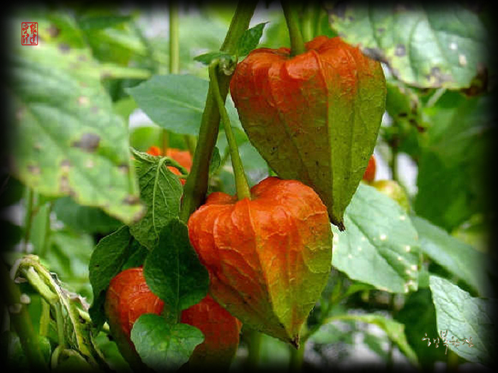 ����ũ��� ����