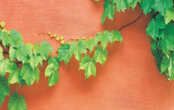 ����ũ��� ����