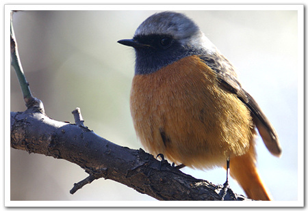 ����ũ��� ����