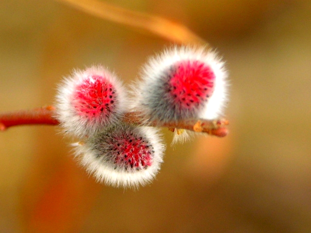 ����ũ��� ����