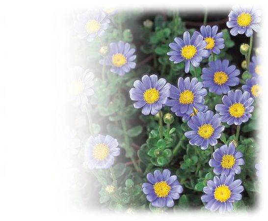 ����ũ��� ����