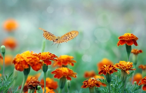 ����ũ��� ����