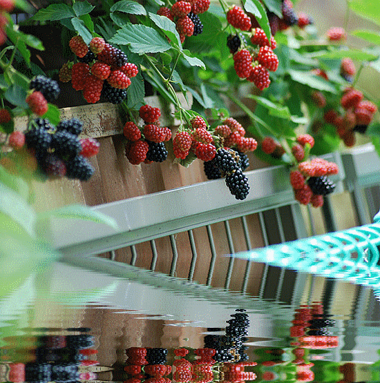 ����ũ��� ����