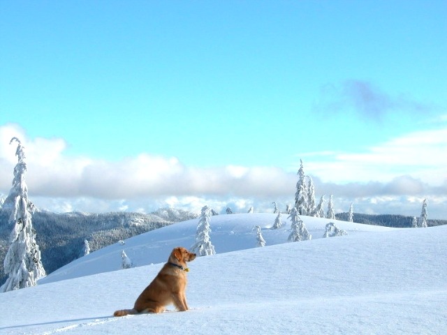 ����ũ��� ����