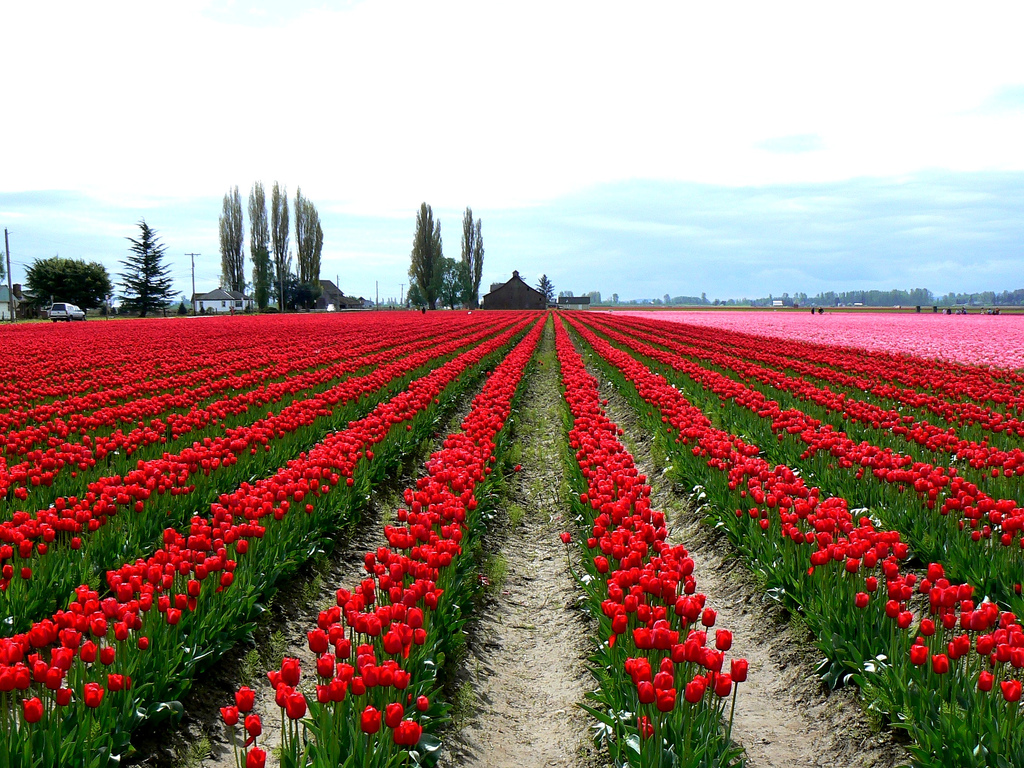 ����ũ��� ����