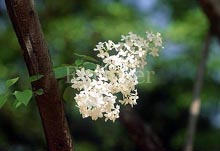 ����ũ��� ����