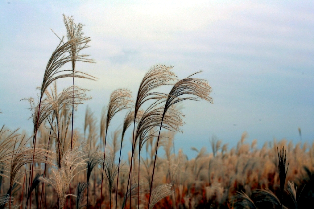 ����ũ��� ����