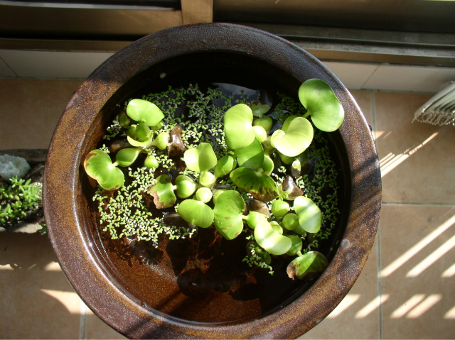 ����ũ��� ����