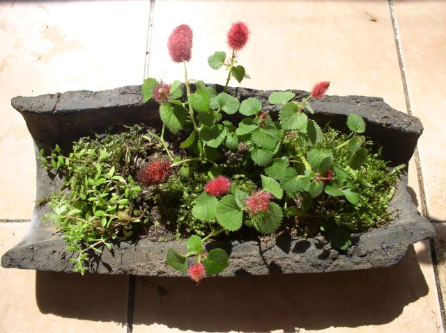 ����ũ��� ����