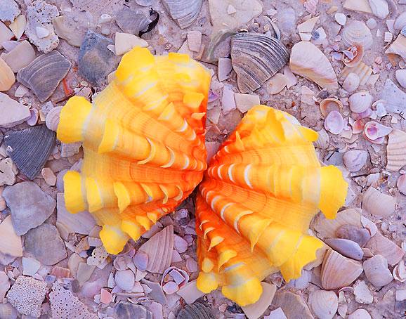 ����ũ��� ����