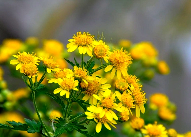 ����ũ��� ����