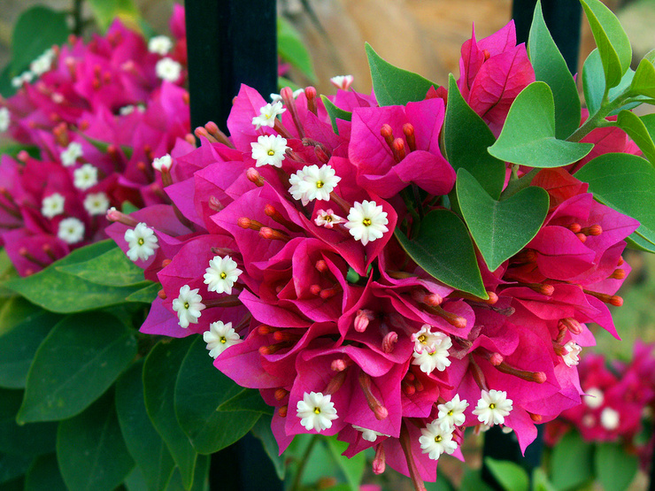 ����ũ��� ����